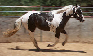 Amigos Cody Bar - American Paint Horse